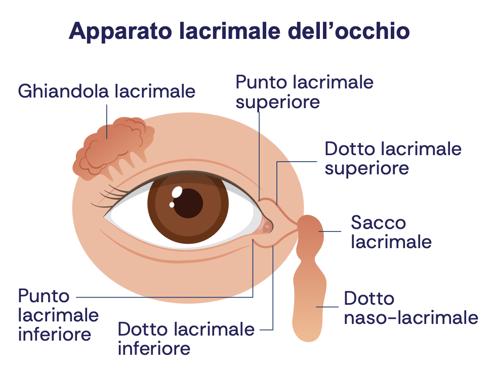 Apparato lacrimale dell'occhio